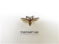 藏品(膜翅目(蜂))的圖片